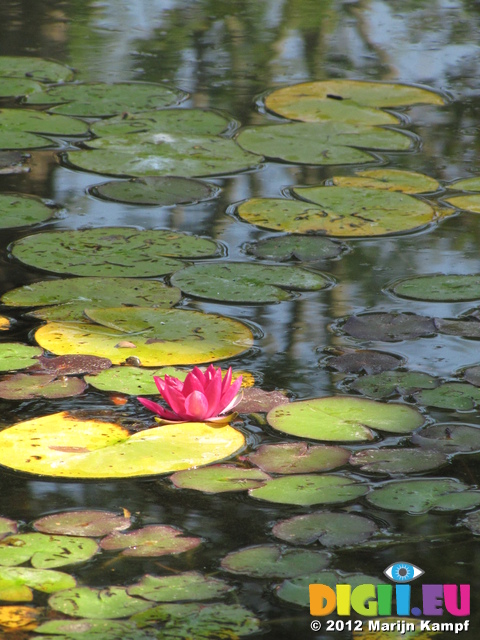 SX24283 Waterlily at Chinese pavilion at Floriade